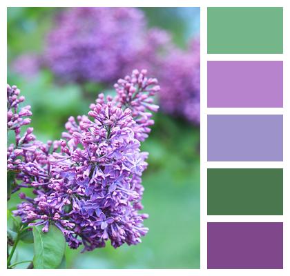Purple Lilac Spring Image