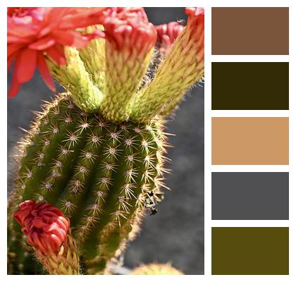 Succulent Cactus Flower Image