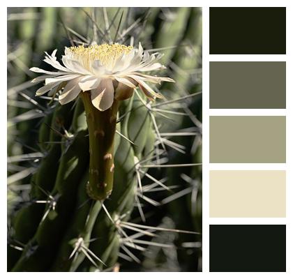 Cactus Flower Succulent Image