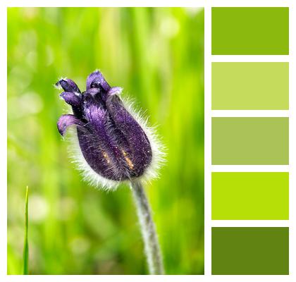 Pulsatilla Flower Pasqueflower Image