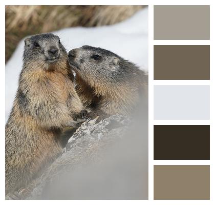 Young Animals Marmots Image