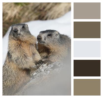 Marmots Young Animals Image