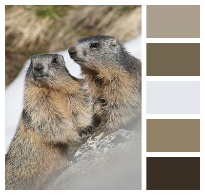 Marmots Animals Young Image