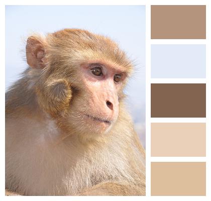 Macaque Monkey Primate Image