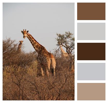 Herd Giraffes Nature Image