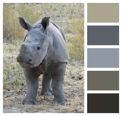 Baby Rhino Animal Image