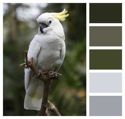 Nature Crest Bird Image