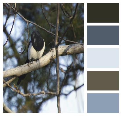 Bird Magpie Perched Image
