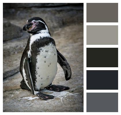 Bird Nature Penguin Image