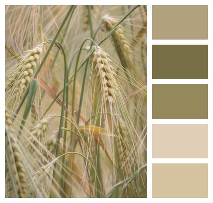 Field Nature Barley Image