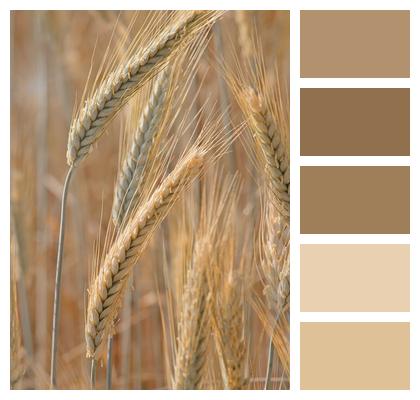 Crop Grain Barley Image
