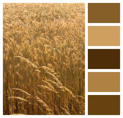 Wheat Barley Crop Image
