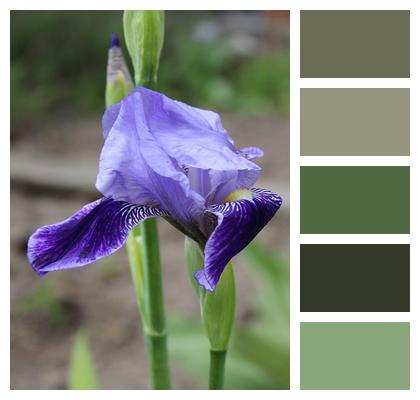 Iris Lily Flower Image