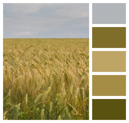 Barley Grain Field Image