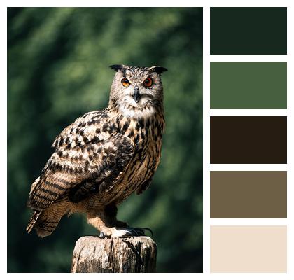 Uhu Owl Bird Image