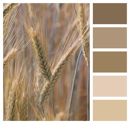 Field Wheat Crop Image
