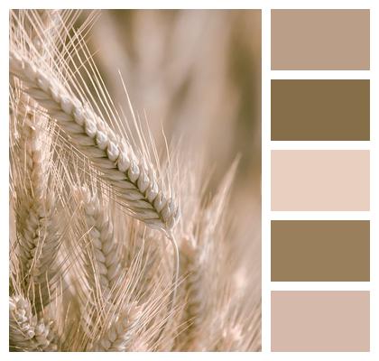 Wheat Barley Corn Image