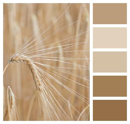 Barley Corn Wheat Image