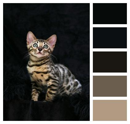 Bengal Cat Kitten Image