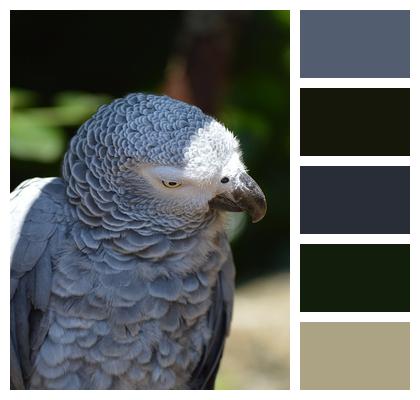 Parrot Grey Bird Image
