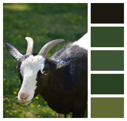 Grass Animal Goat Image