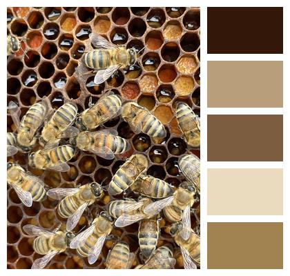 Nature Beekeeping Honey Image