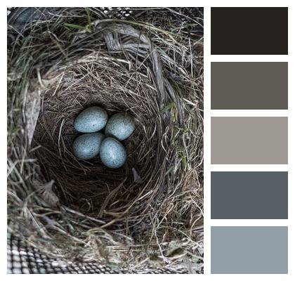 Bird Nest Eggs Image