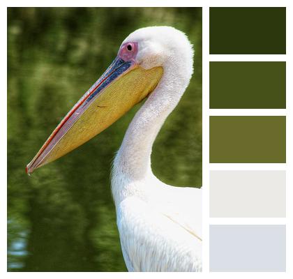 Pelican Feathers Beak Image