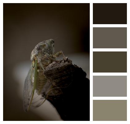 Insect Cicada Bug Image