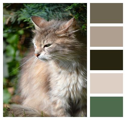 Animal Mammal Cat Image