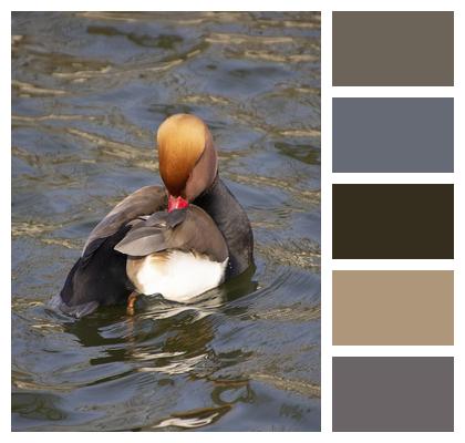 Pochard Bird Duck Image