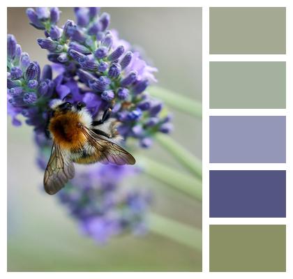 Lavender Bee Bumblebee Image