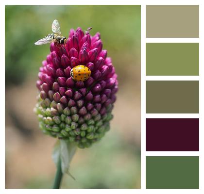 Ladybug Leek Insects Image