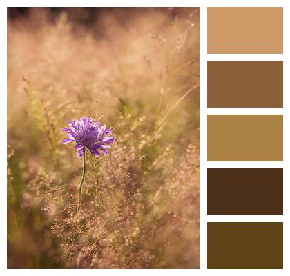 Plant Scabious Flower Image