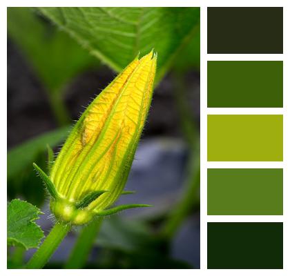 Flower Zucchini Plant Image