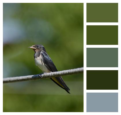 Bird Swallow Ornithology Image