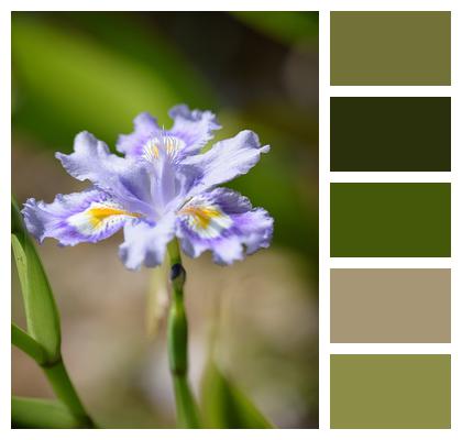 Iris Flower Plant Image