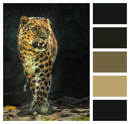 Leopard Mammal Animal Image
