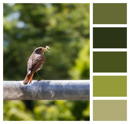 Sparrow Ornithology Bird Image
