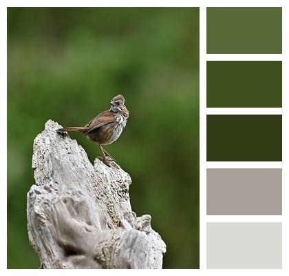 Wildlife Sparrow Bird Image