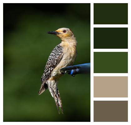 Bird Ornithology Woodpecker Image