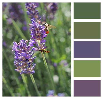 Insect Lavender Bee Image