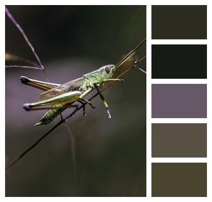 Green Insect Grasshopper Image