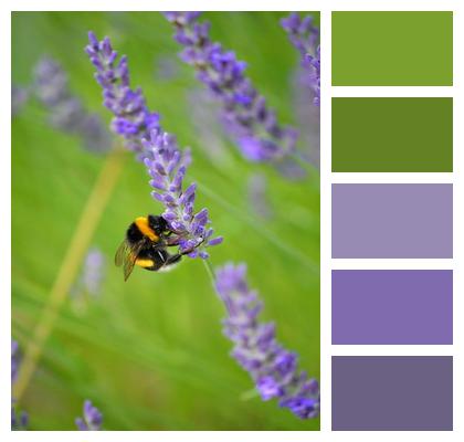 Bumblebee Lavender Insect Image