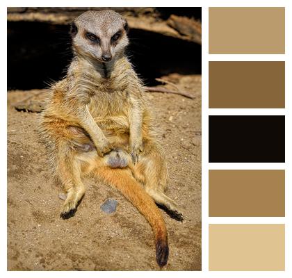 Suricate Meerkat Mammal Image