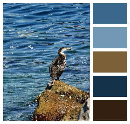 Bird Sea Cormorant Image