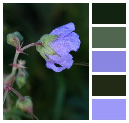 Cranesbill Plant Flower Image