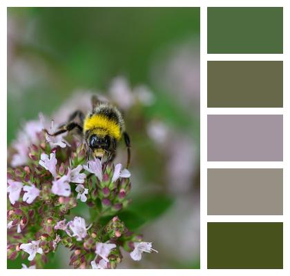 Bee Flowers Bumblebee Image