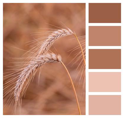 Crop Field Barley Image