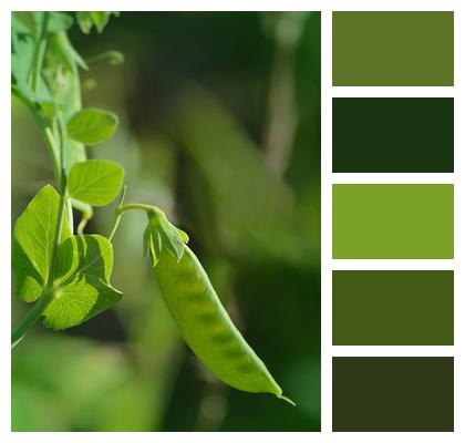 Green Ripening Peas Image